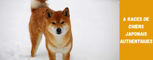 6 races de chiens japonais Authentique : Akita, Kai Ken, Shikoku, et plus