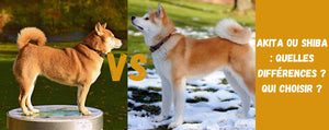 Akita ou Shiba : Quelles différences ? Qui choisir ?