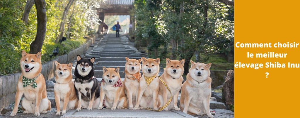 Comment choisir le meilleur élevage Shiba Inu ?