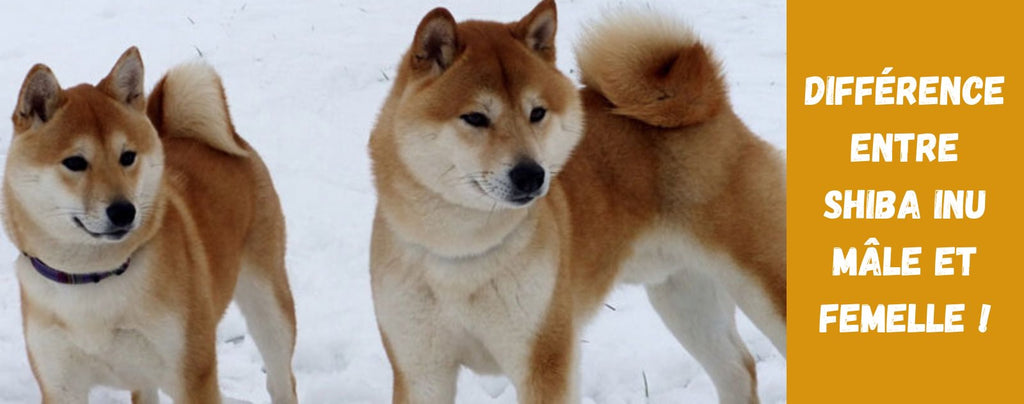 Différences entre le Shiba Inu mâle et femelle !