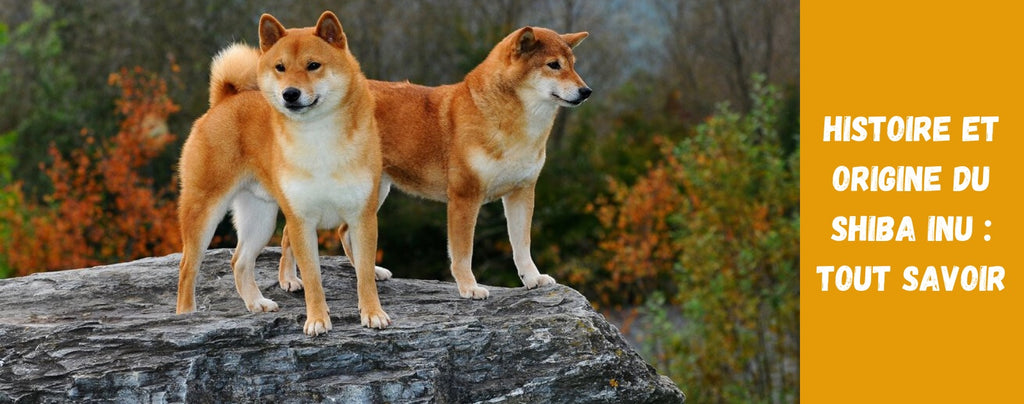 Histoire et Origine du Shiba Inu