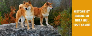 Histoire et Origine du Shiba Inu