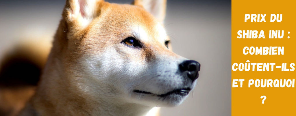 Prix du Shiba Inu : Combien coûtent-ils et pourquoi ?