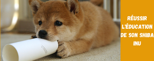 Réussir l'éducation de son Shiba Inu