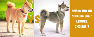 Shikoku ou Shiba : Lequel choisir ?